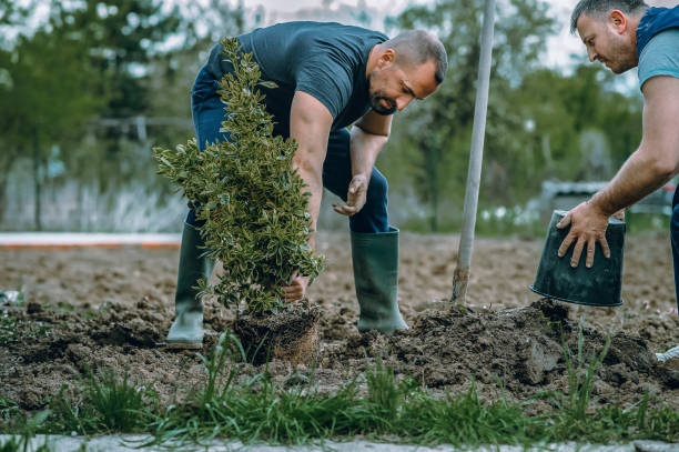 The Steps Involved in Our Tree Care Process in Morganton, NC